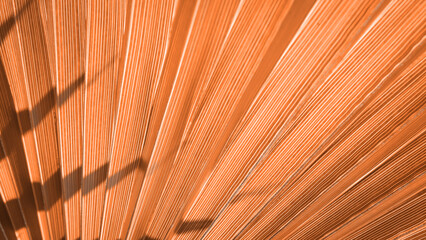Close up peach fuzz color palm leaf. Peach fuzz Color of the year 2024. Close up palm leaf. Selective focus included
