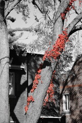 Red only filter