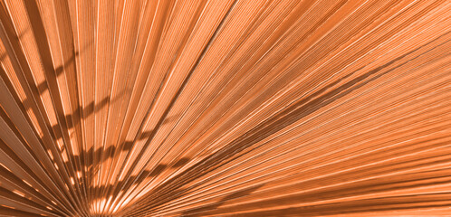 Close up peach fuzz color palm leaf. Peach fuzz Color of the year 2024. Close up palm leaf....