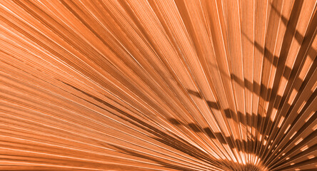 Close up peach fuzz color palm leaf. Peach fuzz Color of the year 2024. Close up palm leaf....
