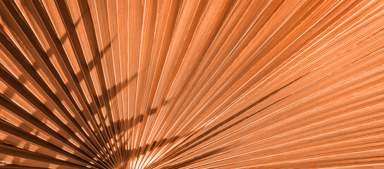 Close up peach fuzz color palm leaf. Peach fuzz Color of the year 2024. Close up palm leaf. Selective focus included