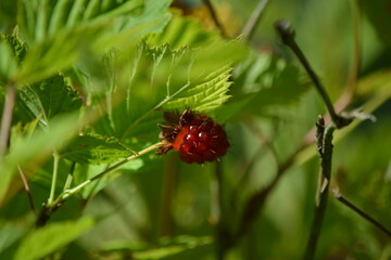wild raspberry in the forest