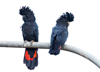 Two Red Tailed Black Cockatoos sitting on a lamp post with a high key background in Mission Beach in tropical Queensland, Australia.