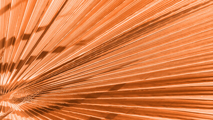 Close up peach fuzz color palm leaf. Peach fuzz Color of the year 2024. Close up palm leaf....