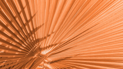 Obraz premium Close up peach fuzz color palm leaf. Peach fuzz Color of the year 2024. Close up palm leaf. Selective focus included