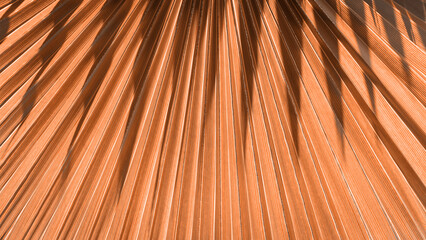 Close up peach fuzz color palm leaf. Peach fuzz Color of the year 2024. Close up palm leaf....