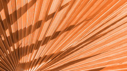 Close up peach fuzz color palm leaf. Peach fuzz Color of the year 2024. Close up palm leaf....