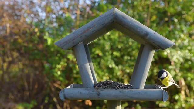 Beautiful small garden bird feeding in winter time in bird feeder