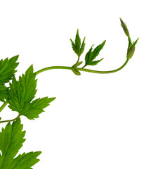 Hop branch with leaves and flowers isolated transparent png. branch with green leaves and tendrils
