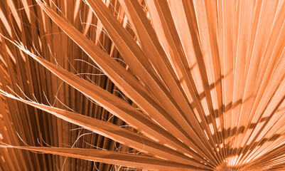 Close up peach fuzz color palm leaf. Peach fuzz Color of the year 2024. Close up palm leaf....