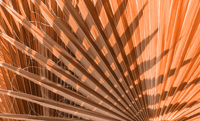 Close up peach fuzz color palm leaf. Peach fuzz Color of the year 2024. Close up palm leaf....
