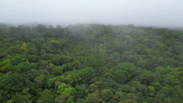 The Amazon's breath. Aerial view showing a thick fog of humidity generated by the brazilian Amazon rainforest, a natural phenomenon that is caused by the high humidity and heat of the rainforest.