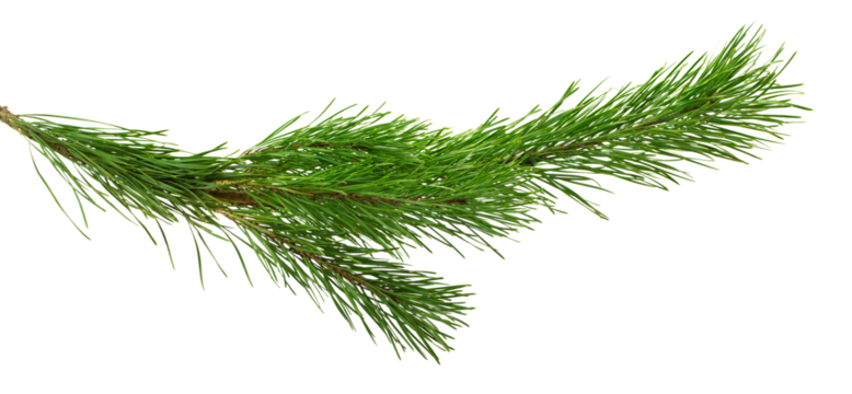 pine cone. branch on transparent, png. Spruce branch with green cones on white. Young pine cone on a green tree branch.
