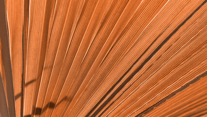 Close up peach fuzz color palm leaf. Peach fuzz Color of the year 2024. Close up palm leaf....