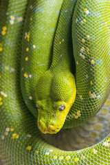 Green tree python (Morelia viridis), snake in close-up view.