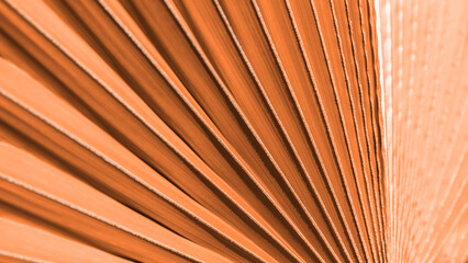 Close up peach fuzz color palm leaf. Peach fuzz Color of the year 2024. Close up palm leaf....