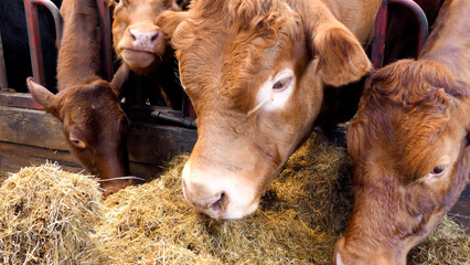 Red Limousine Bull eating silage in a cattle shed on a farm UK