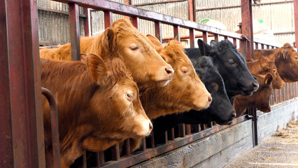 Limousine Cattle looking through a gate in a shed UK - obrazy, fototapety, plakaty