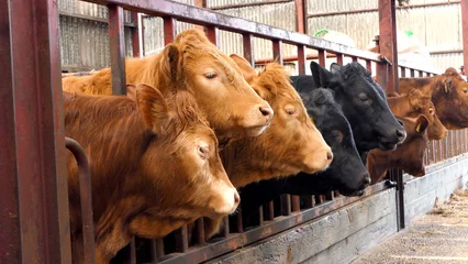 Foto op Plexiglas Limousine Cattle looking through a gate in a shed UK © peter