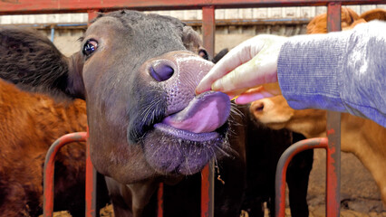 Limousine Cow with large tongue licking mans hand through a gate in a shed