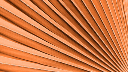 Close up peach fuzz color palm leaf. Peach fuzz Color of the year 2024. Close up palm leaf....