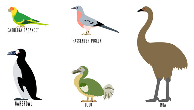 絶滅した鳥5種のベクターイラスト