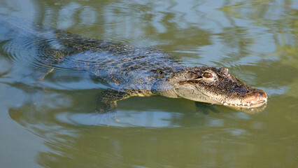American alligator (Alligator mississippiensis), large crocodilian reptile in the water.
