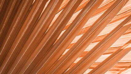 Close up peach fuzz color palm leaf. Peach fuzz Color of the year 2024. Close up palm leaf....