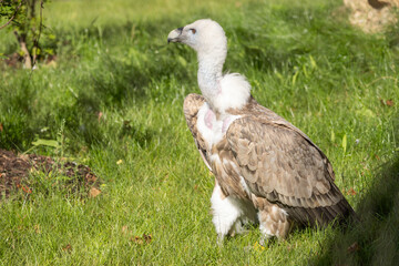 Himalayan griffon vulture (Gyps himalayensis), portrait of raptor.