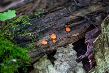 Mushrooms growing along a hiking trail in Ontario, Canada.