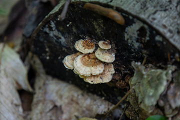 Mushrooms growing along a hiking trail in Ontario, Canada.