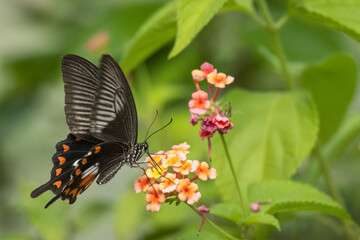 Beautiful American Swallowtail butterfly pollinating a fragrant flower.