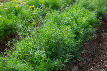 Closeup of fresh young green dill growing on vegetable garden. Harvest time..