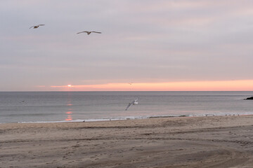 Avon By The Sea, New Jersey - Pre Sunrise and sunrise sky with shore birds and seagulls flying over...