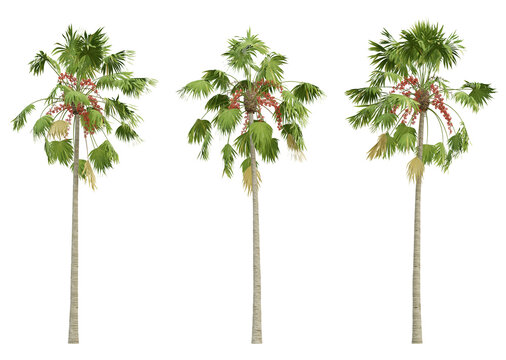 Saribus rotundifolius palm tree on transparent background, tropical plant, 3d render illustration.