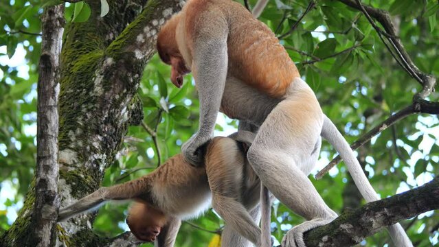 Pair Proboscis Monkeys mating sex	