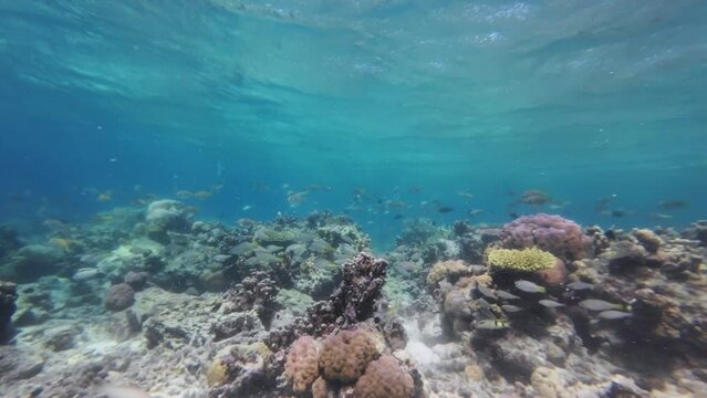Coral reef and lot of fish in tropical sea underwater, Snorkeling on Philippines island, slow motion 4k