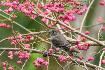 きれいに色づいたマユミの実に囲まれてのんびりくつろぐエゾビタキ