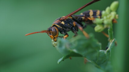 Wild Paper wasp on the Grass