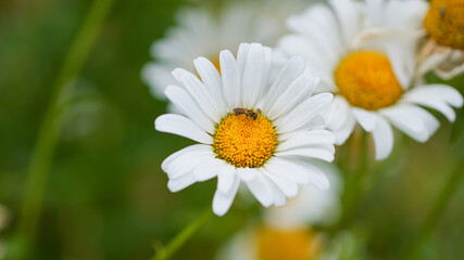 Obraz premium A bee sitting on a marguerite flower