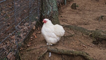 Fluffy Hens and Rooster of Orpington Breed Roaming on Fenced Chicken Run Area 