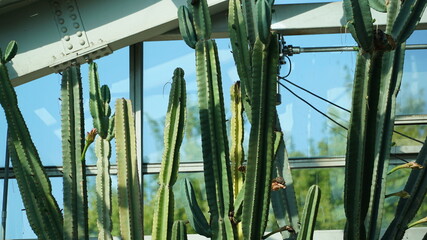 Cacti in the botanical garden