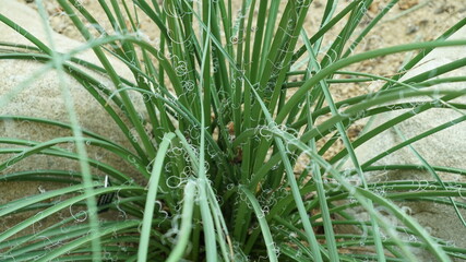 Obraz premium Agave parviflora Grass in the Botanical Garden