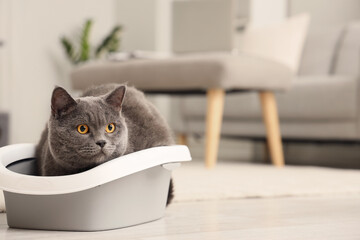 Cute British Shorthair cat in litter box at home - obrazy, fototapety, plakaty