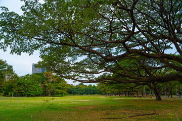 Fototapeta premium Green meadow grass with tree in city public park fresh air in downtown