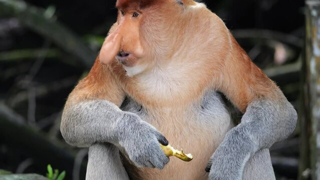 adult male proboscis monkey (Nasalis larvatus)alpha male is enjoying food. Proboscis monkeys are endemic to the island of Borneo, which are scattered in mangroves, swamps and coastal	
