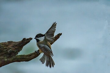 Chickadee landing onto a branch