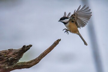 Obraz premium Chickadee flying on a branch