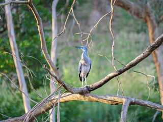 Grey Heron Head Right