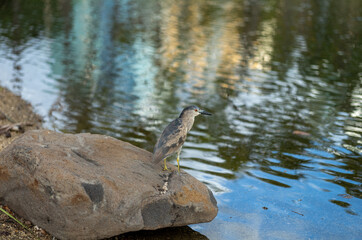 Pacific Gray Heron Perched on a Brown Rock  in Ala Moana Lagoon, Hawaii.